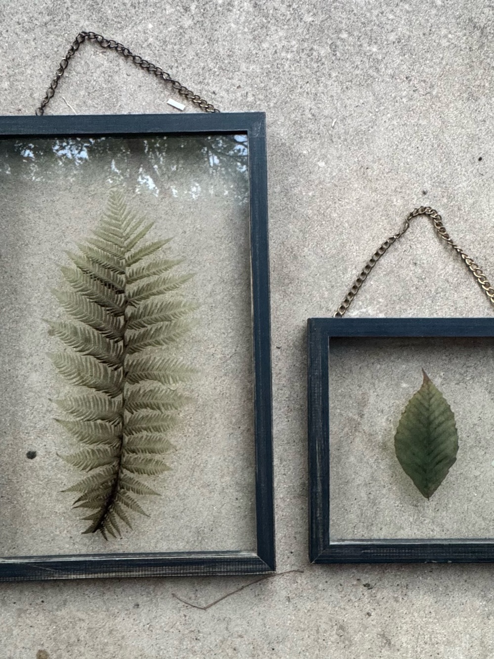 Framed Pressed Fern and Leaf Wall Art - Green